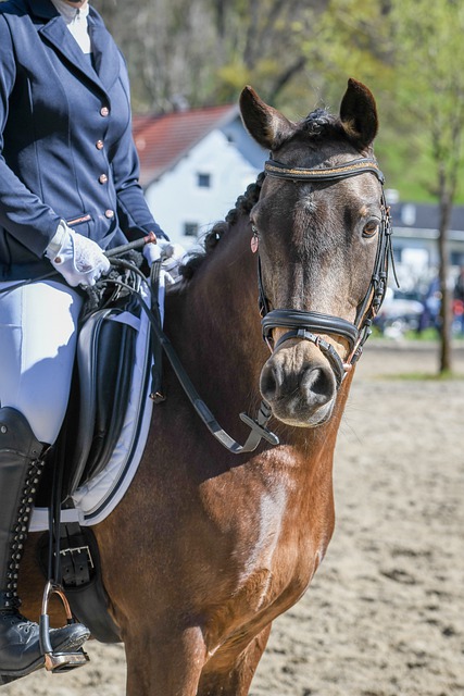 别本赛季欧 别本赛季欧