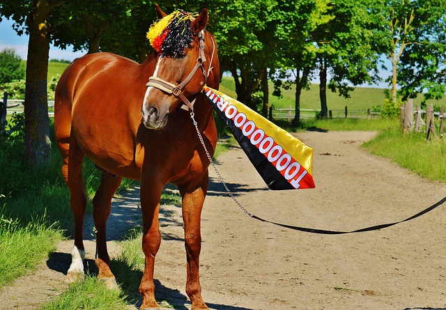 球队走向胜 球队走向胜